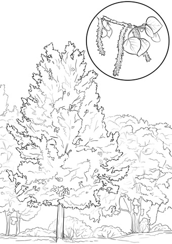 Aspen Tree Coloring Page